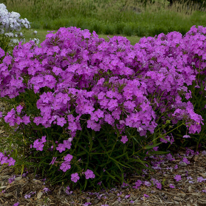 Opening Act Ultrapink' Hybrid Phlox - Photo Courtesy of Proven Winners, Inc.