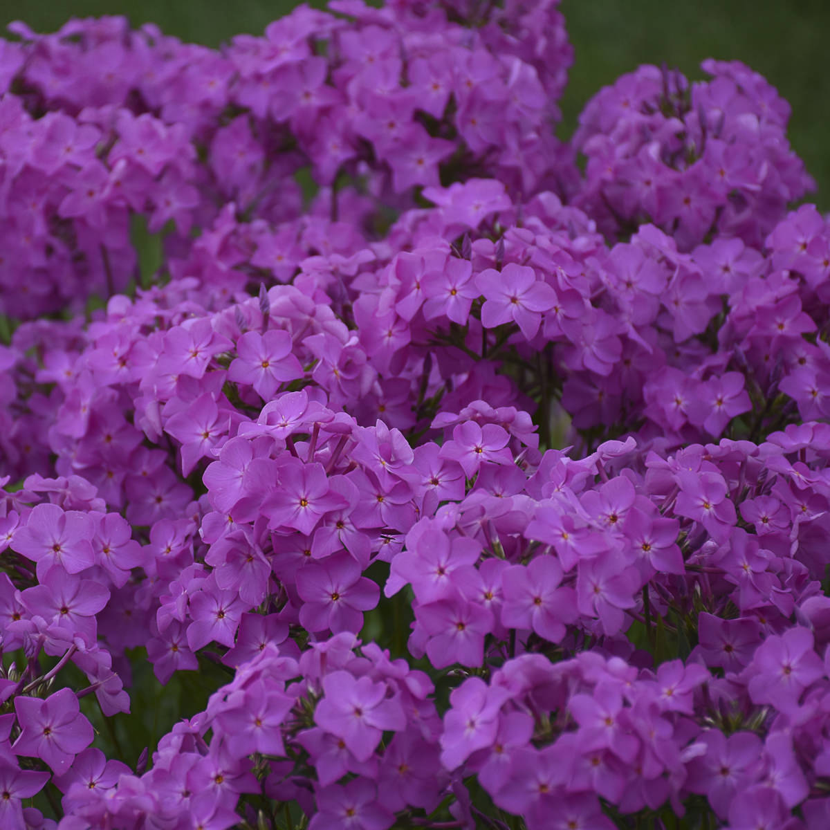 Opening Act Ultrapink' Hyrbrid Phlox | Early Bloomer