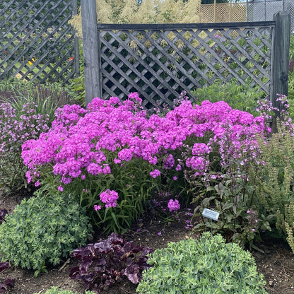 Opening Act Ultrapink' Hybrid Phlox - Photo Property of Garden Crossings LLC