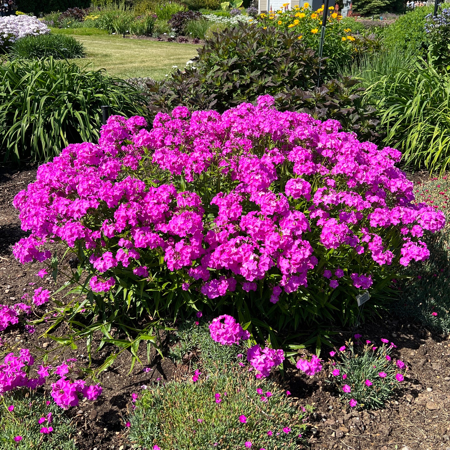 Opening Act Ultrapink' Hybrid Phlox - Photo Property of Garden Crossings LLC