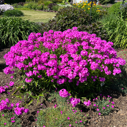 Opening Act Ultrapink' Hybrid Phlox - Photo Property of Garden Crossings LLC
