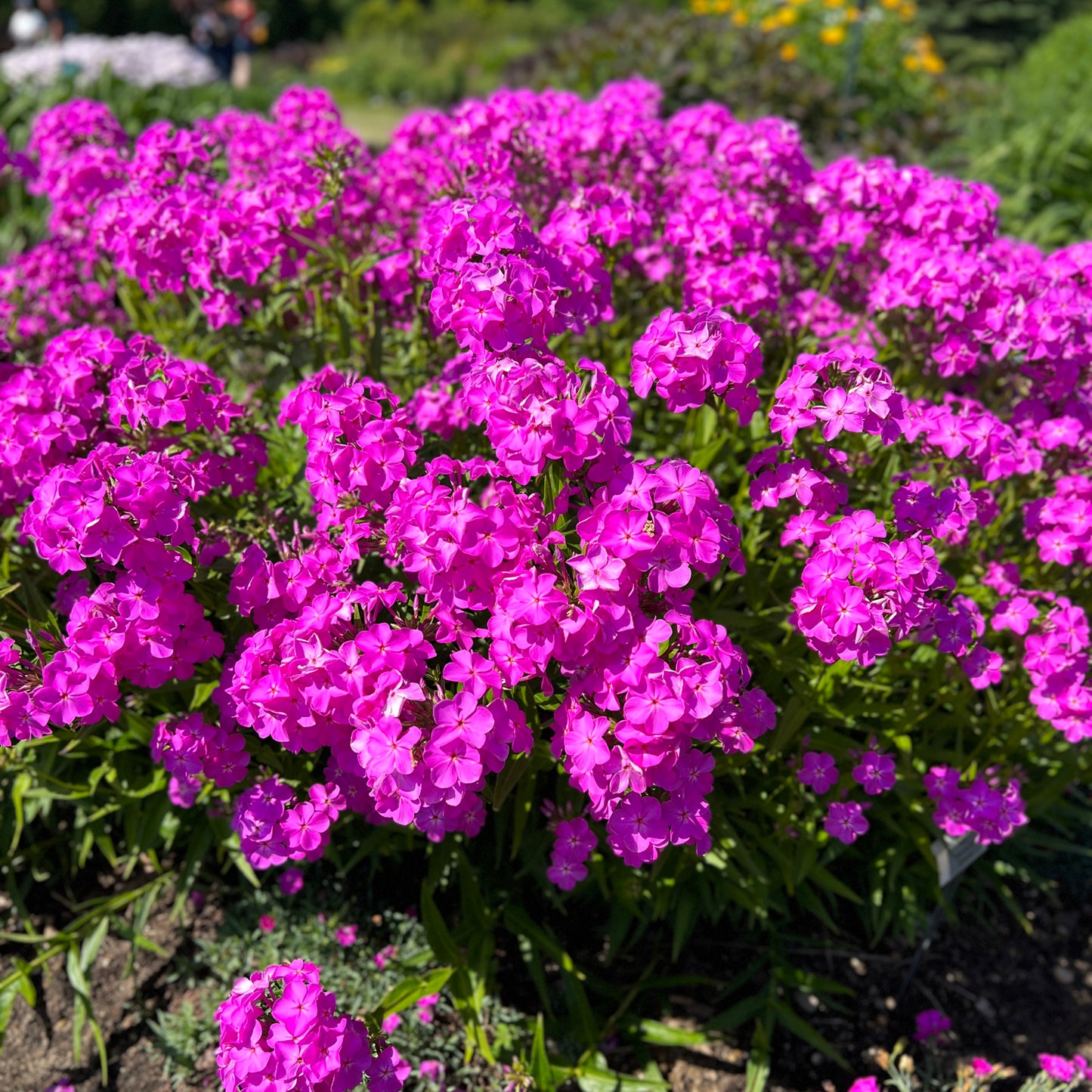 Opening Act Ultrapink' Hybrid Phlox - Photo Property of Garden Crossings LLC