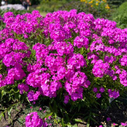 Opening Act Ultrapink' Hybrid Phlox - Photo Property of Garden Crossings LLC