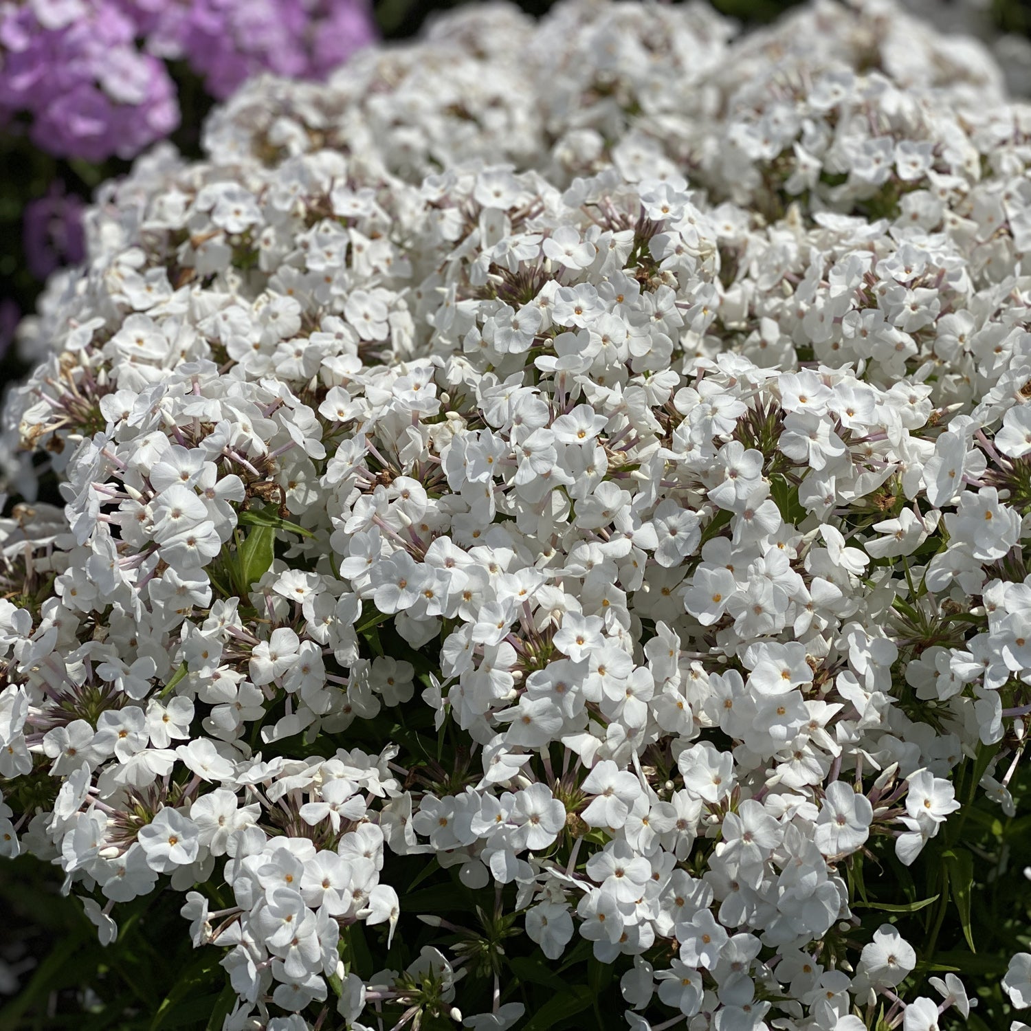 A dense cluster of blooming white flowers with small petals and yellow centers, surrounded by green foliage. 'Opening Act White' Hybrid Phlox adds beauty to any garden as light purple flowers blur in the background - Photo Property of Garden Crossings LLC.