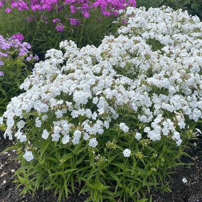 A cluster of 'Opening Act White' Hybrid Phlox early-blooming perennial, thrives in the garden bed with lush green leaves and purple phlox flowers in the background - Photo Property of Garden Crossings LLC.