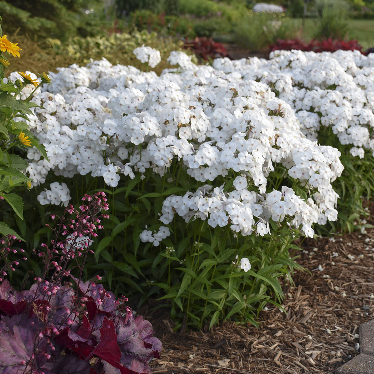 A dense cluster of 'Opening Act White' Hybrid Phlox stands tall in a garden bed amid mulch, lush green leaves, and vibrant foliage - Photo Courtesy of Walters Gardens, Inc.