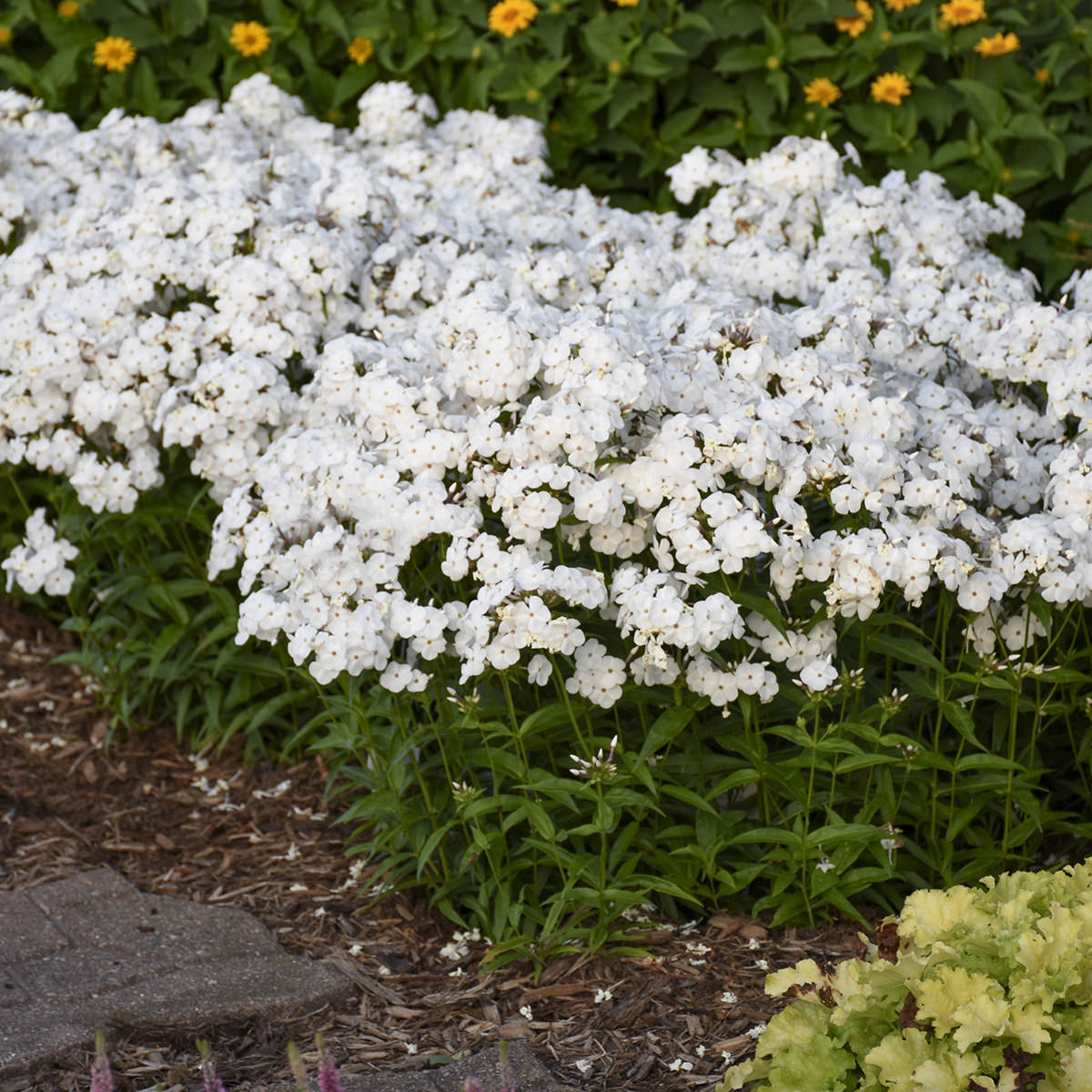 A dense cluster of 'Opening Act White' Hybrid Phlox with green leaves, grows in a garden bed bordered by mulch and pavers; yellow flowers and greenery are visible in the background - Photo Courtesy of Walters Gardens, Inc.