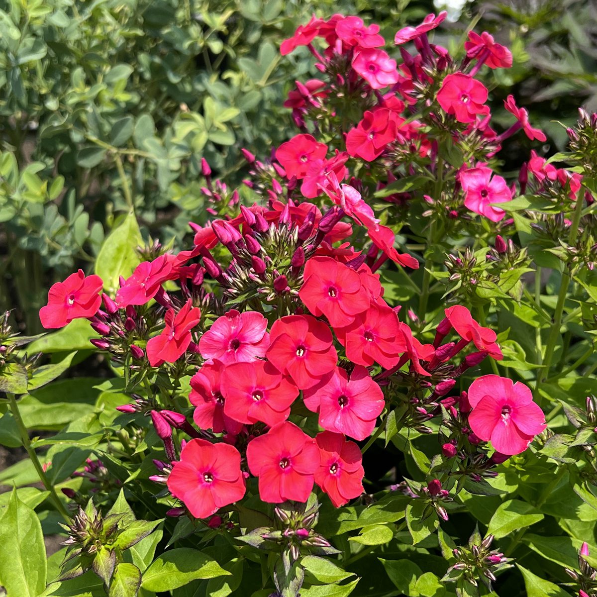 Luminary® 'Sunset Coral' Tall Garden Phlox - Photo Property of Garden Crossings LLC