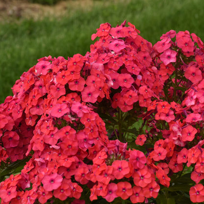 Luminary® 'Sunset Coral' Tall Garden Phlox - Photo Courtesy of Proven Winners, Inc.