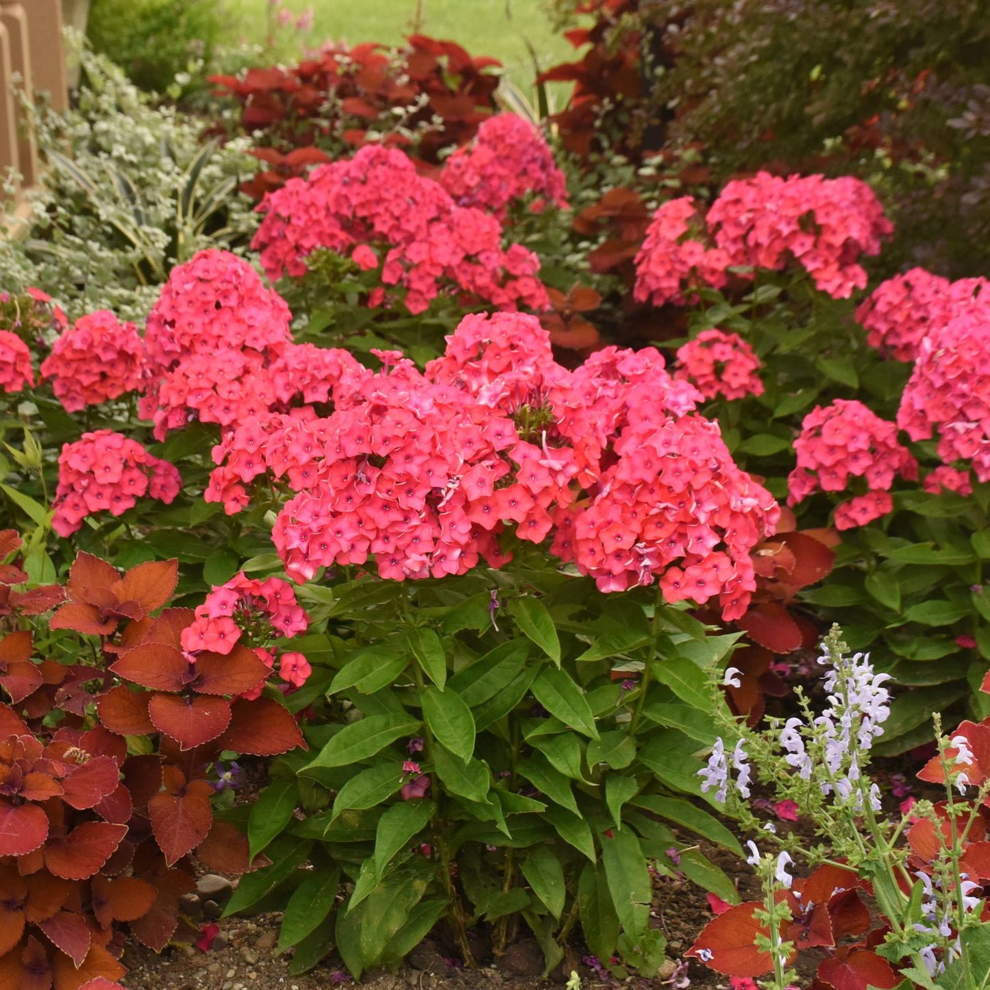 Luminary® 'Sunset Coral' Tall Garden Phlox - Photo Courtesy of Proven Winners, Inc.