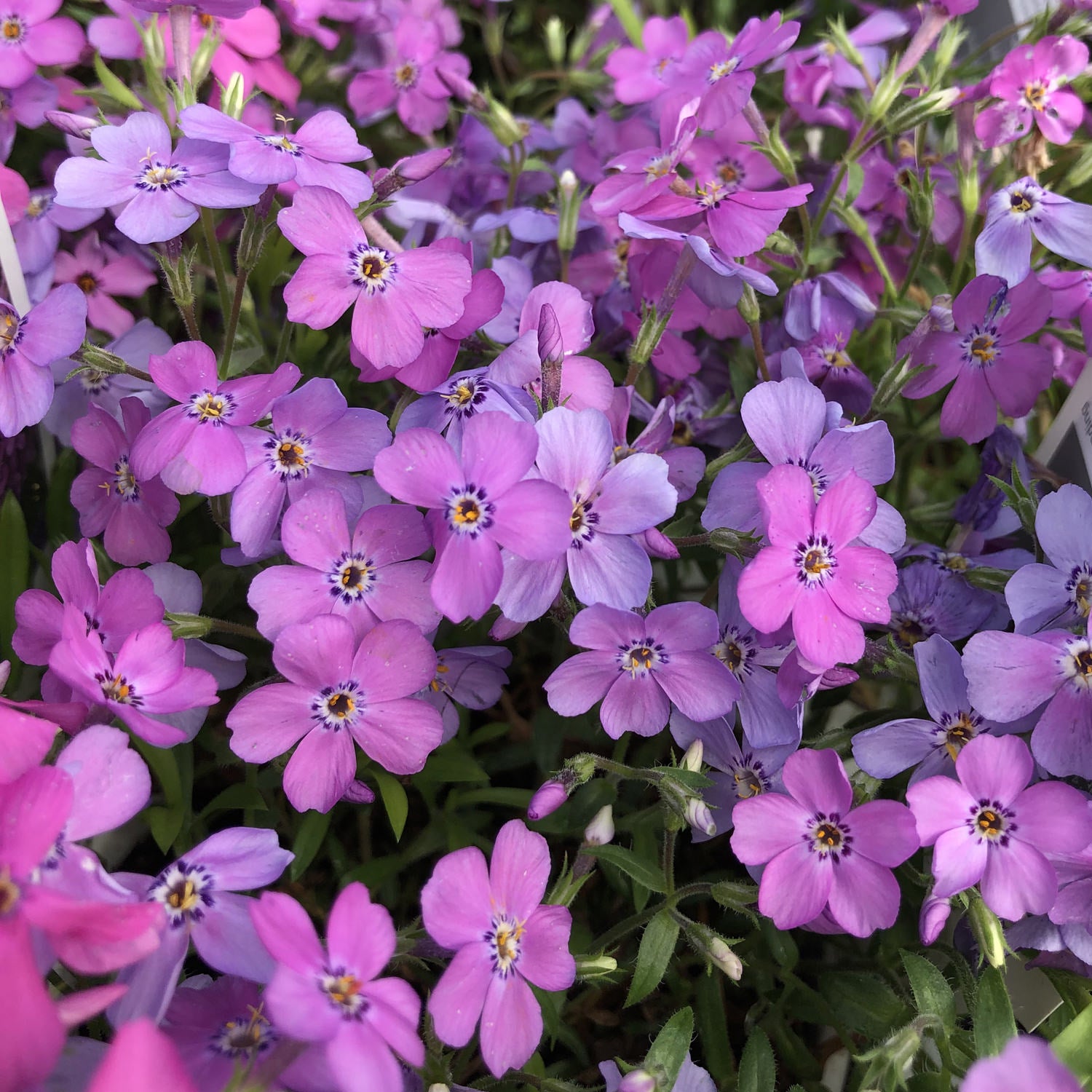 Purple Sprite' Hybrid Spring Phlox - Photo Property of Garden Crossings LLC