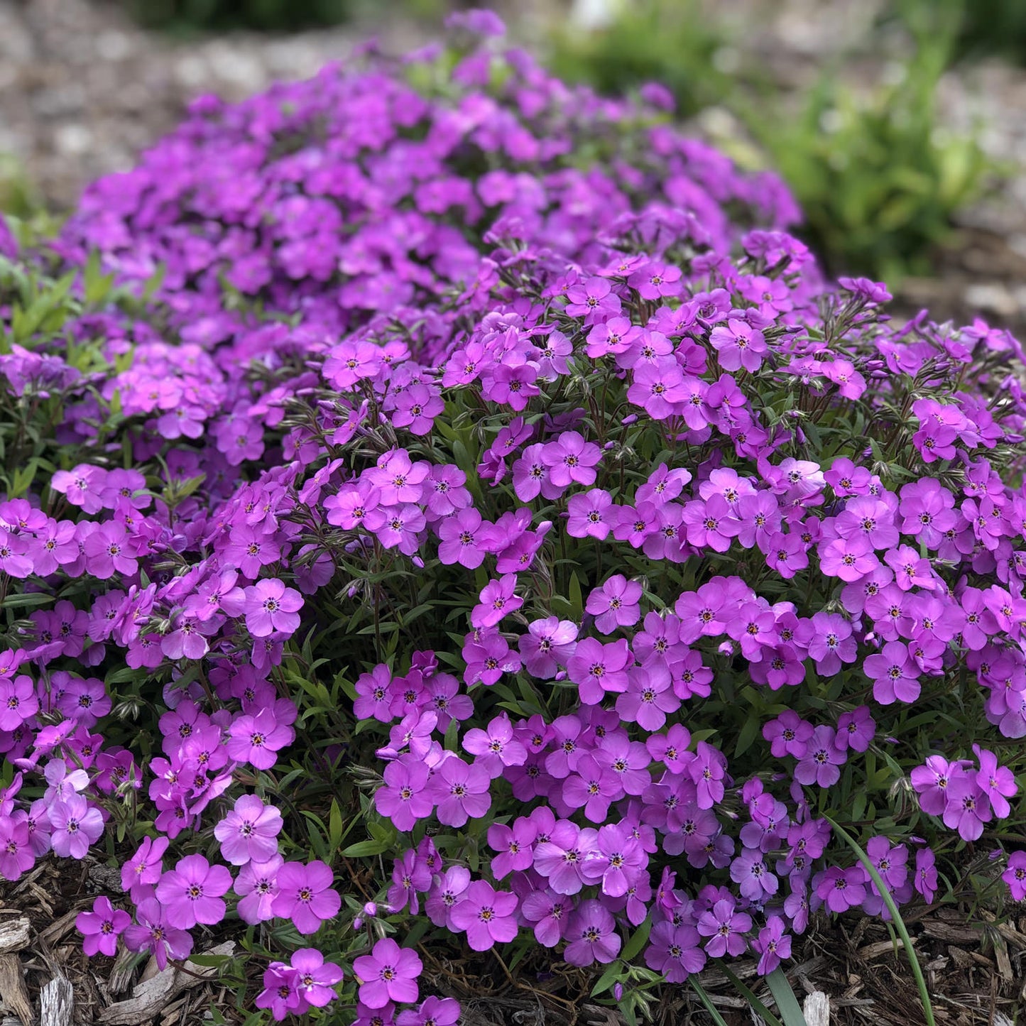 Purple Sprite' Hybrid Spring Phlox - Photo Property of Garden Crossings LLC