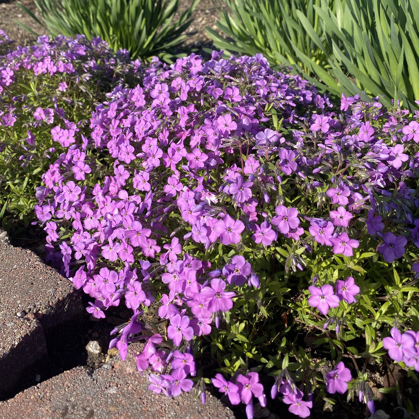 Purple Sprite' Hybrid Spring Phlox - Photo Property of Garden Crossings LLC