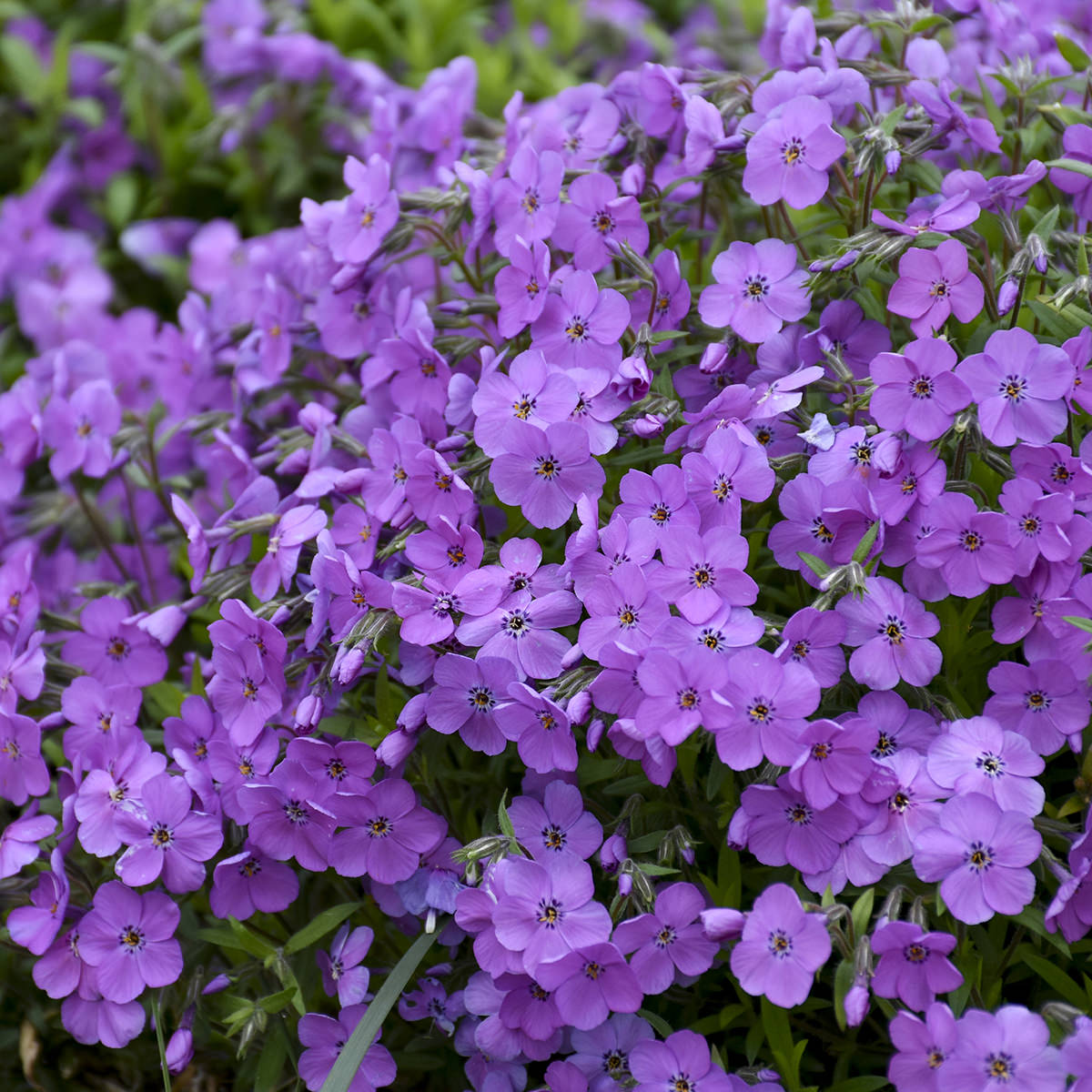 Purple Sprite' Hybrid Spring Phlox - Photo Courtesy of Proven Winners, Inc.