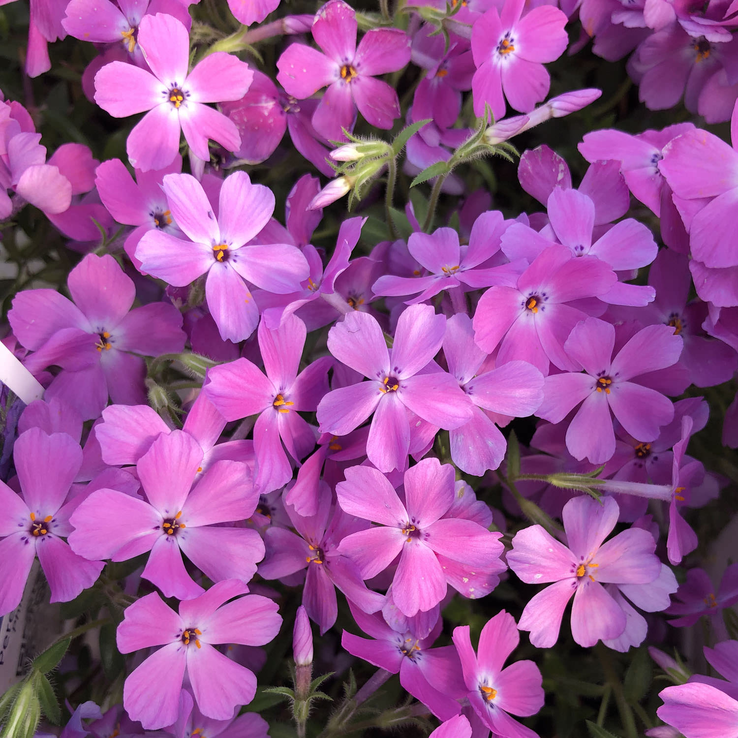 Rose Sprite' Hybrid Spring Phlox - Photo Property of Garden Crossings LLC