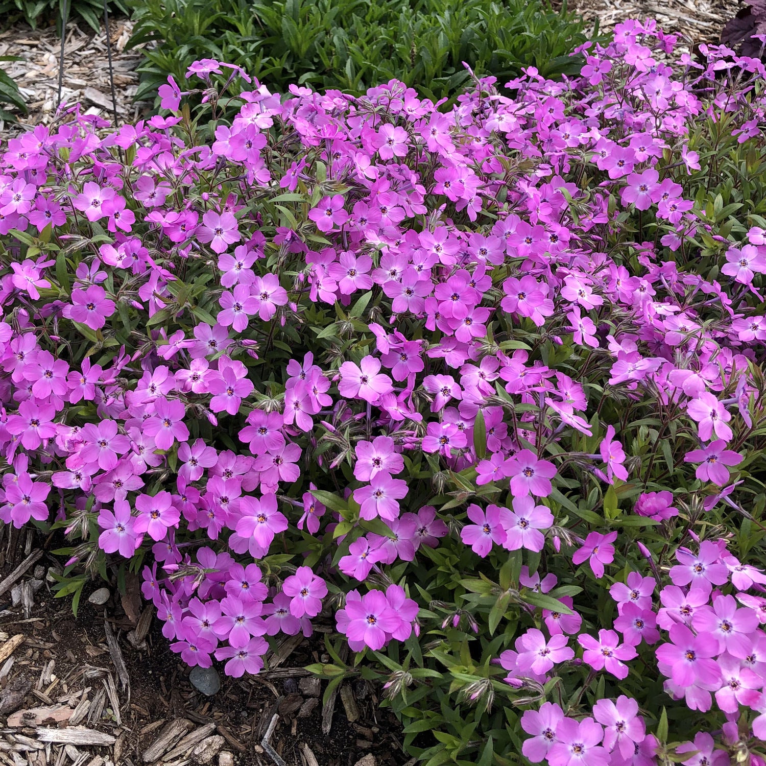 Rose Sprite' Hybrid Spring Phlox - Photo Property of Garden Crossings LLC