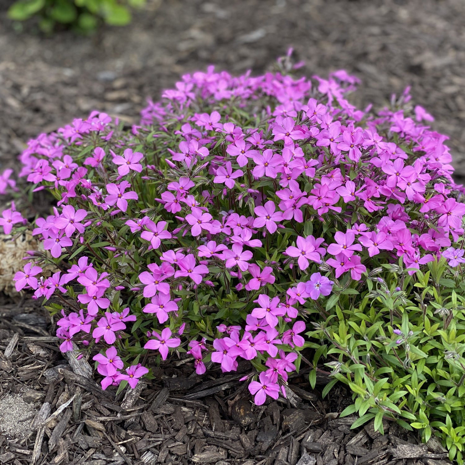 Rose Sprite' Hybrid Spring Phlox - Photo Property of Garden Crossings LLC