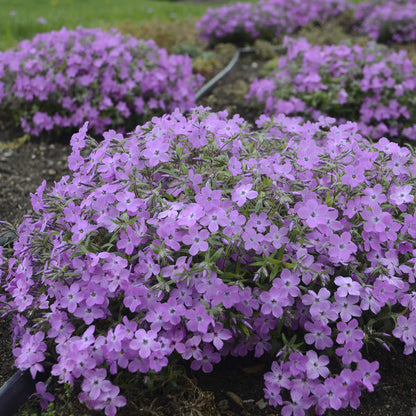 Rose Sprite' Hybrid Spring Phlox - Photo Courtesy of Proven Winners, Inc.
