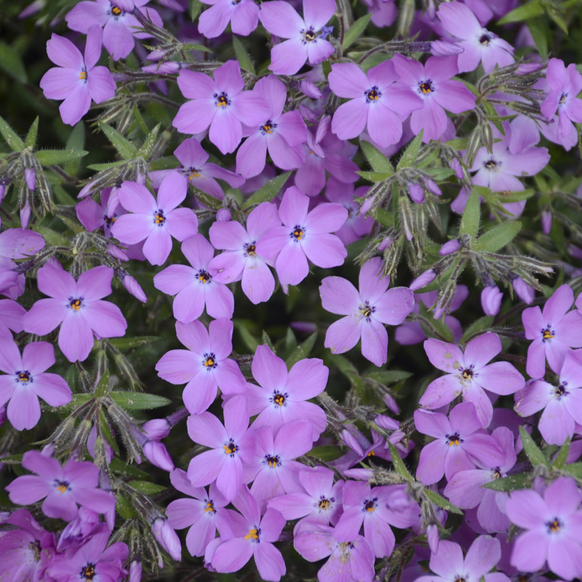 Rose Sprite' Hybrid Spring Phlox - Photo Courtesy of Proven Winners, Inc.