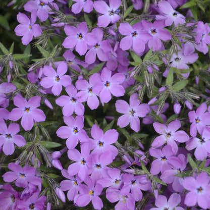 Rose Sprite' Hybrid Spring Phlox - Photo Courtesy of Proven Winners, Inc.