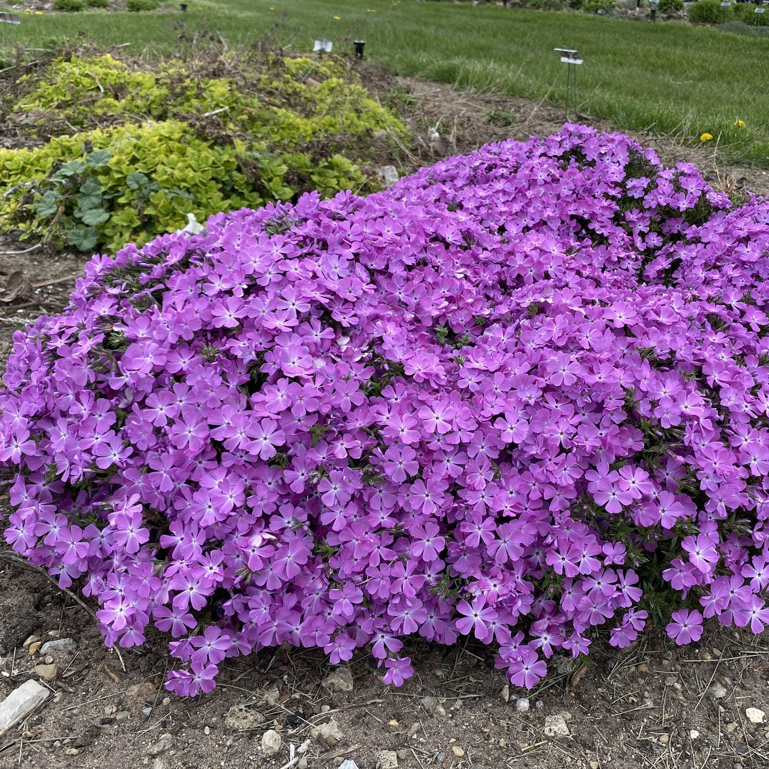 Spring Bling® 'Rose Quartz' Hybrid Creeping Phlox - Photo Property of Garden Crossings LLC