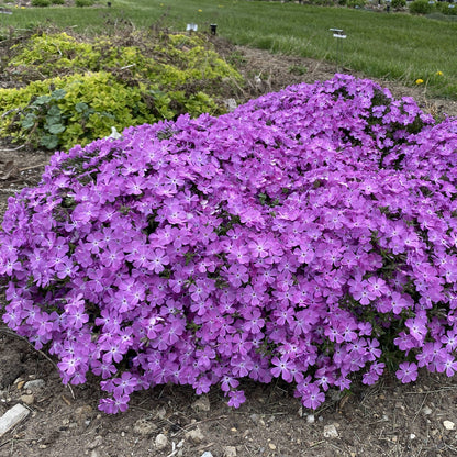 Spring Bling® 'Rose Quartz' Hybrid Creeping Phlox - Photo Property of Garden Crossings LLC