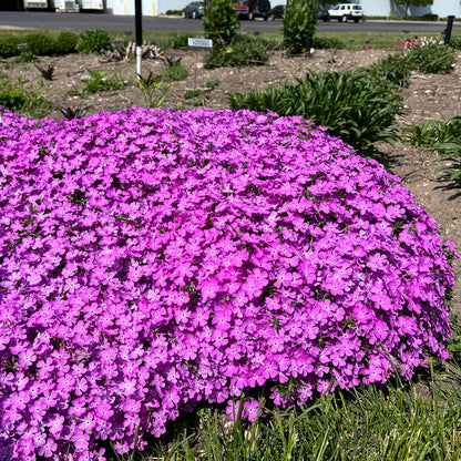 Spring Bling® 'Rose Quartz' Hybrid Creeping Phlox - Photo Property of Garden Crossings LLC