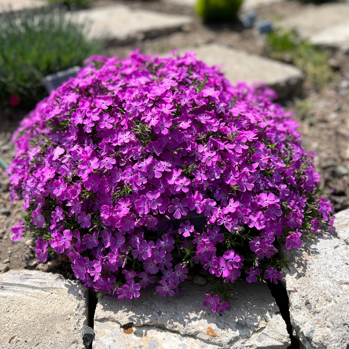 Spring Bling® 'Rose Quartz' Hybrid Creeping Phlox - Photo Property of Garden Crossings LLC