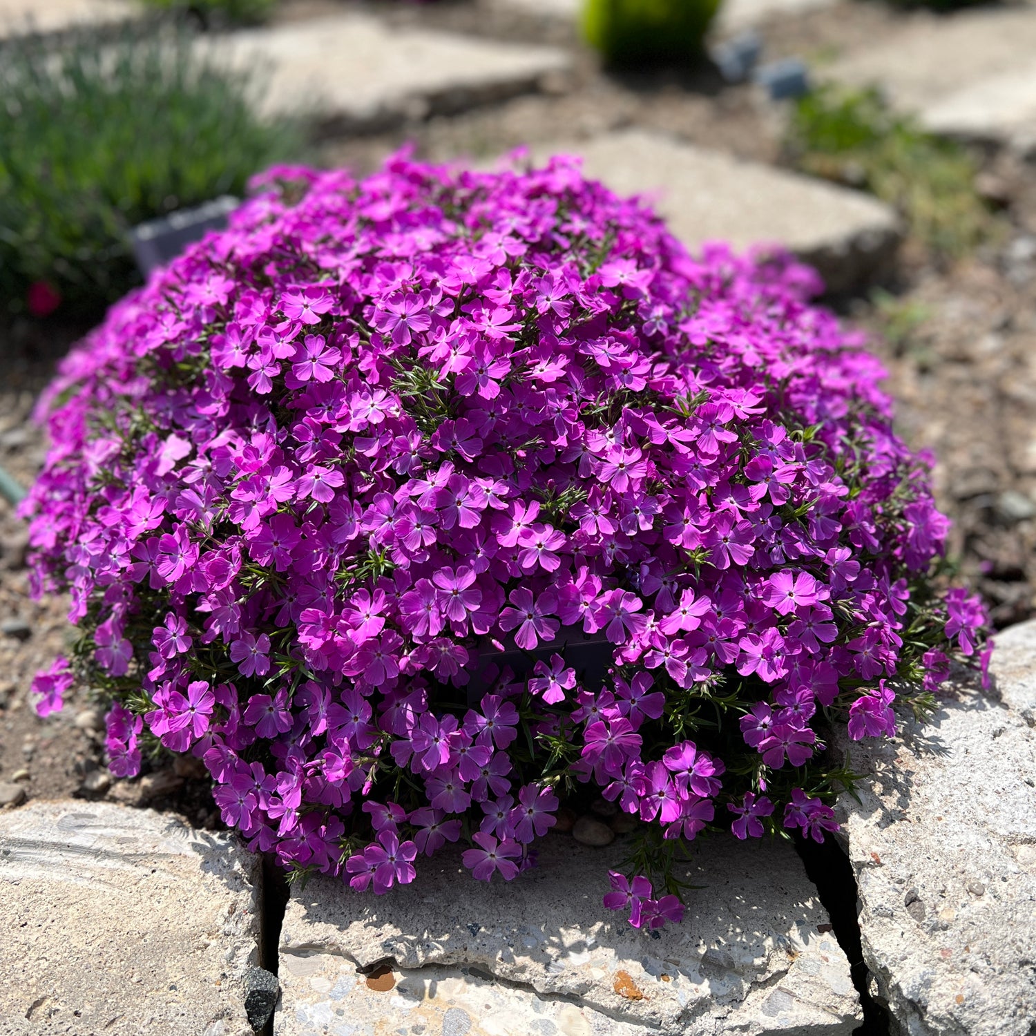 Spring Bling® 'Rose Quartz' Hybrid Creeping Phlox - Photo Property of Garden Crossings LLC