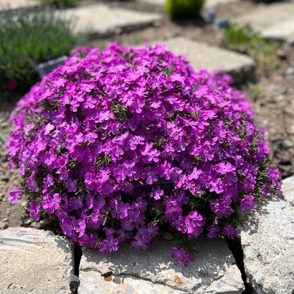 Spring Bling® 'Rose Quartz' Hybrid Creeping Phlox - Photo Property of Garden Crossings LLC