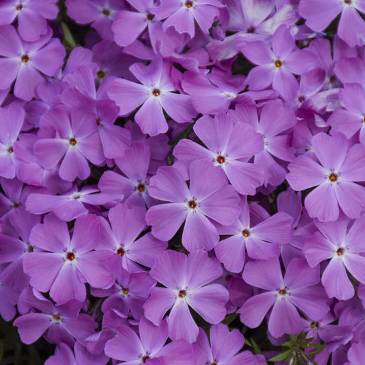 A close-up of numerous vibrant Spring Bling® 'Rose Quartz' Hybrid Creeping Phlox flowers, each with five petals, densely clustered together to create a lush and colorful floral display - Photo Courtesy of Walters Gardens, Inc.