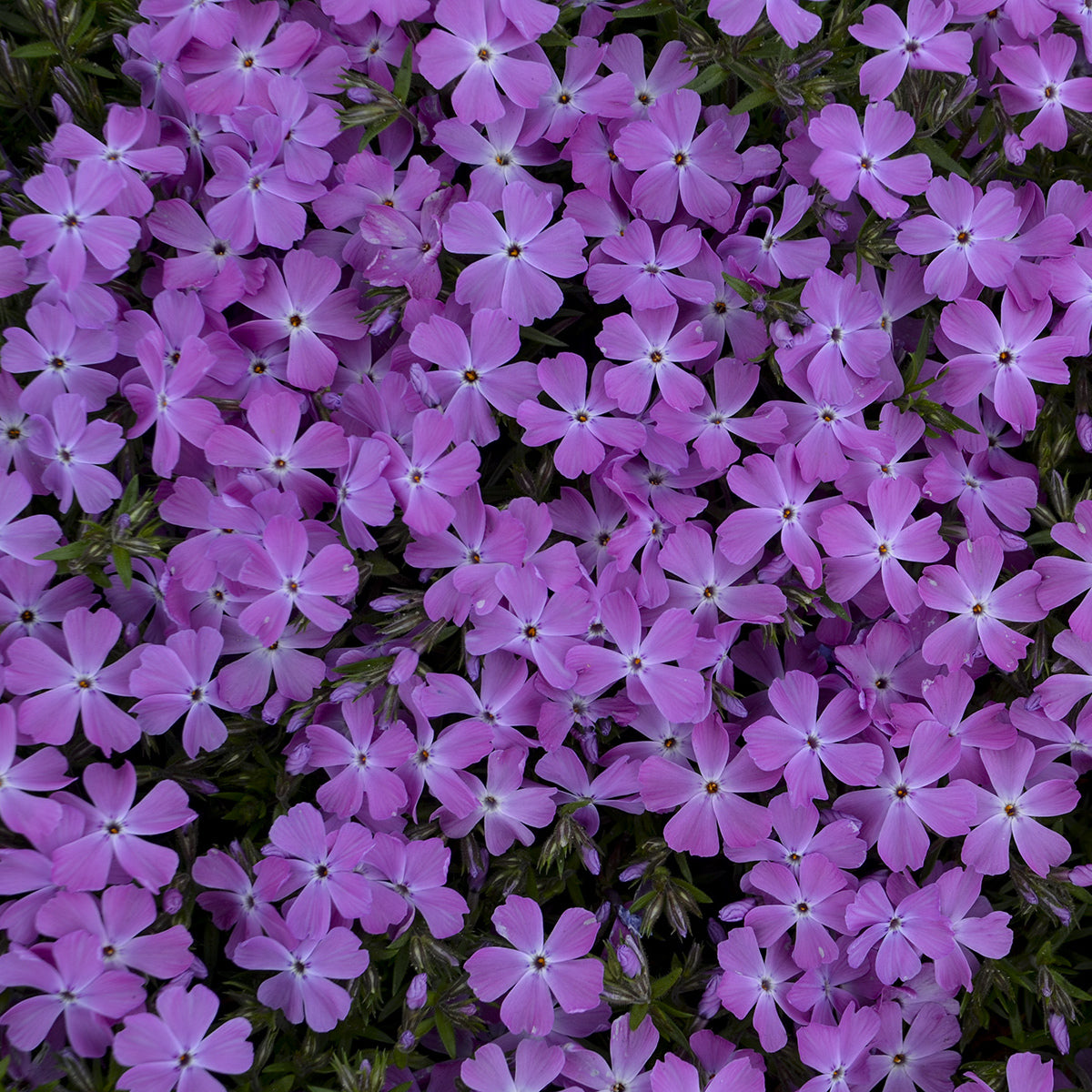 Spring Bling® 'Rose Quartz' Hybrid Creeping Phlox - Photo Courtesy of Walters Gardens, Inc.