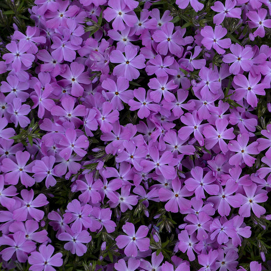 Close-up of Spring Bling® 'Rose Quartz' Hybrid Creeping Phlox forms a dense mat of small, vibrant purple five-petaled flowers above green foliage, creating a colorful, carpet-like effect in spring - Photo Courtesy of Walters Gardens, Inc.
