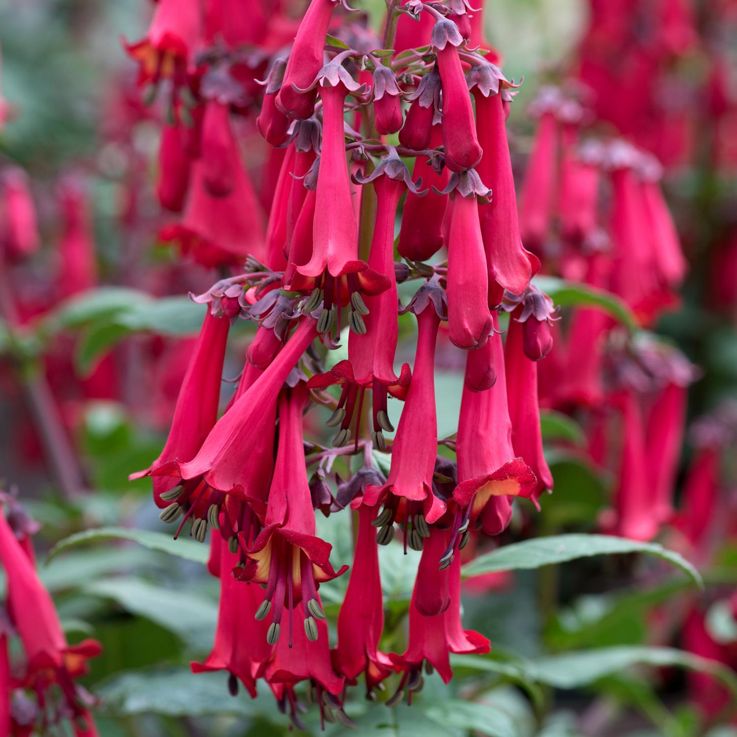 Clusters of vibrant, tubular red blooms of the Colorburst™ Deep Red Cape Fuchsia (Phygelius) hang gracefully from green stems with flared, bell-like flowers and lush foliage. More blooms are visible in a blurred background - Photo Courtesy of Terra Nova Nurseries, Inc.