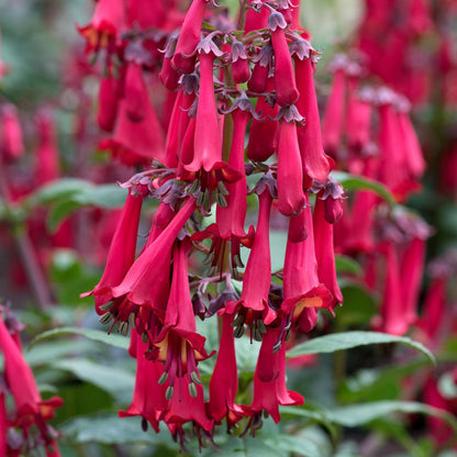 Clusters of vibrant, tubular red blooms of the Colorburst™ Deep Red Cape Fuchsia (Phygelius) hang gracefully from green stems with flared, bell-like flowers and lush foliage. More blooms are visible in a blurred background - Photo Courtesy of Terra Nova Nurseries, Inc.