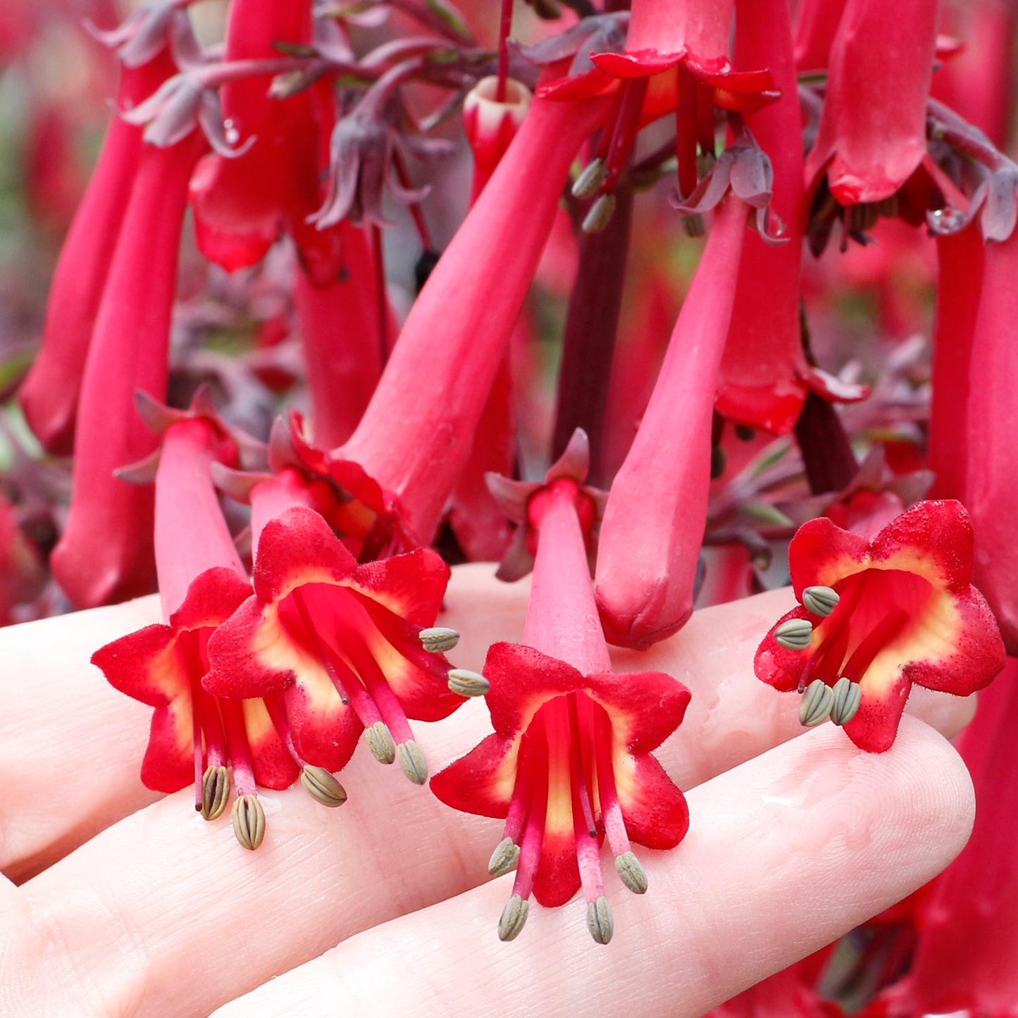 A hand gently holds several vibrant red Colorburst™ Deep Red Cape Fuchsia (Phygelius) flowers, their yellow centers and green stamens visible, while dense clusters of this hummingbird plant fill the background - Photo Courtesy of Terra Nova Nurseries, Inc.