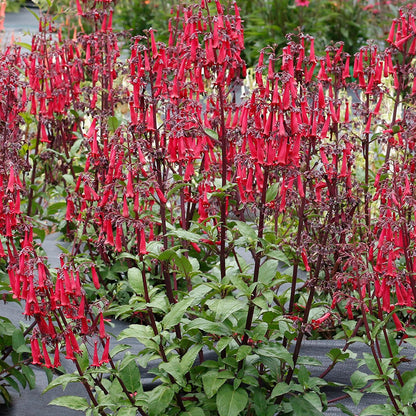 Tall, upright green plants with clusters of tubular, bright red Colorburst™ Deep Red Cape Fuchsia (Phygelius) flowers fill the background garden, attracting hummingbirds with their vibrant blooms - Photo Courtesy of Terra Nova Nurseries, Inc.