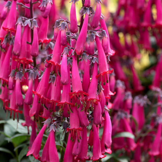 Dense clusters of vibrant pink tubular flowers with flared, darker pink edges bloom on the Colorburst™ Rose Cape Fuchsia (Phygelius), a hummingbird-friendly plant with green stems and leaves and softly blurred foliage - Photo Courtesy of Terra Nova Nurseries, Inc.
