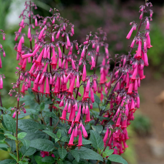 Vibrant, tubular pink blooms of Colorburst™ Rose Cape Fuchsia (Phygelius) dangle from green stems against a blurred garden background - Photo Courtesy of Terra Nova Nurseries, Inc.