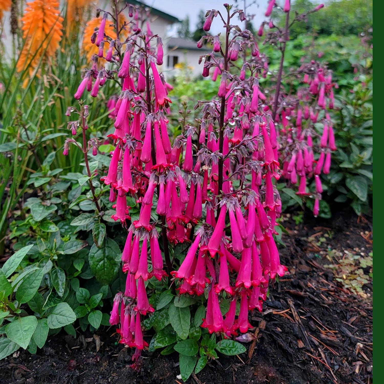 Colorburst™ Rose Cape Fuchsia (Phygelius) - Photo Courtesy of Terra Nova Nurseries, Inc.
