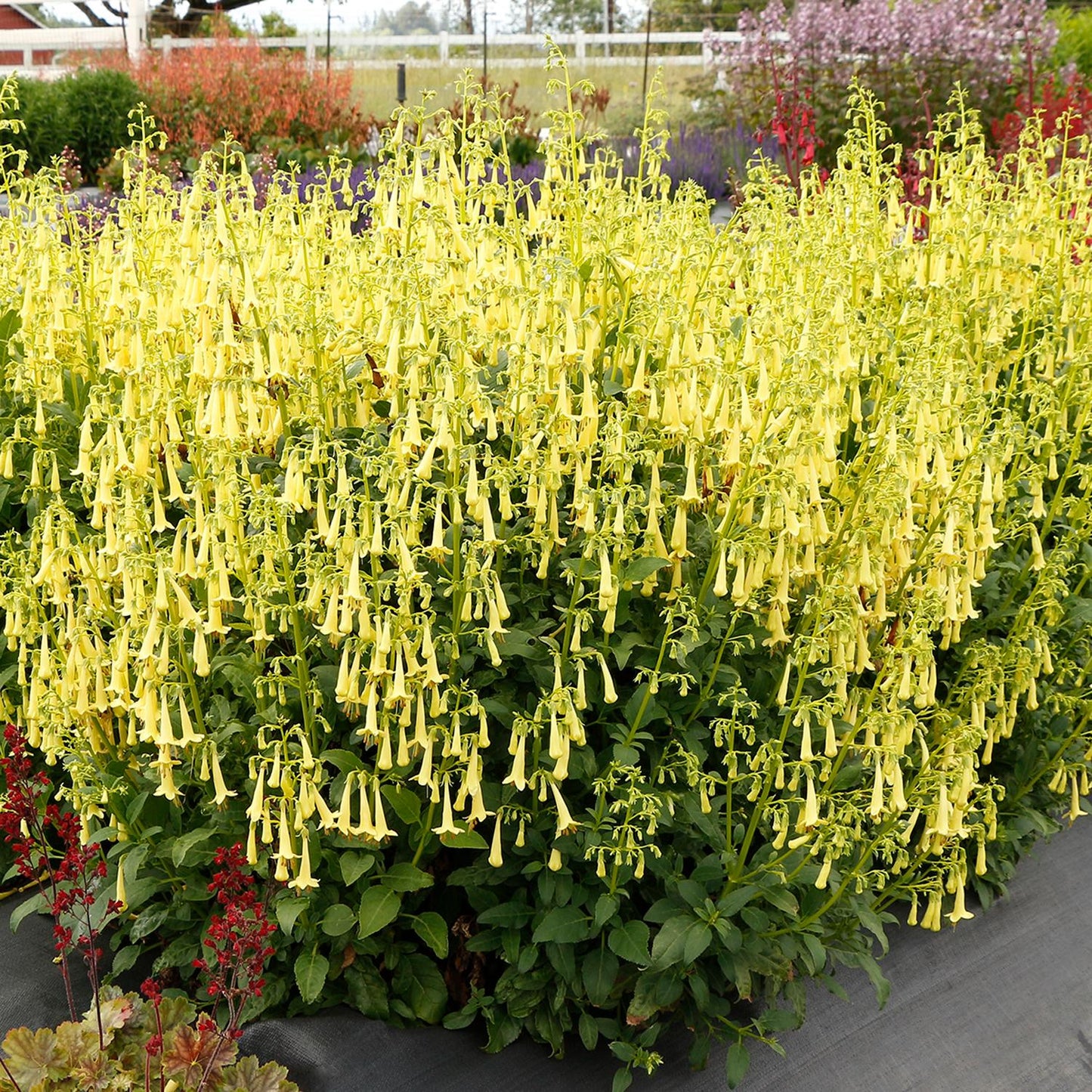 Colorburst™ Yellow Cape Fuchsia (Phygelius) - Photo Courtesy of Terra Nova Nurseries, Inc.