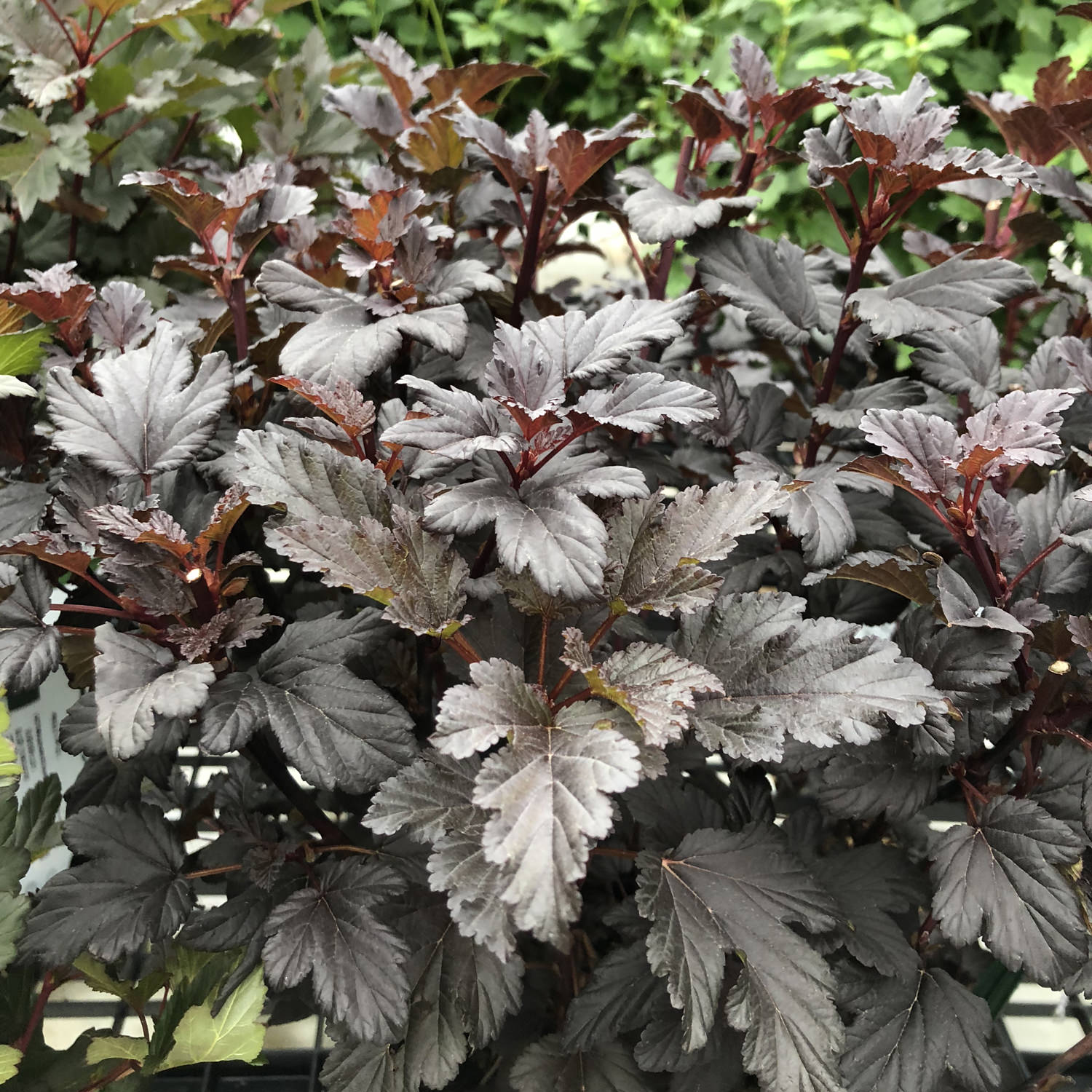 Summer Wine® Black Ninebark (Physocarpus) - Photo Property of Garden Crossings LLC