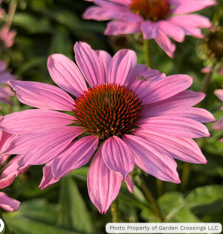 Pink echinacea coneflower bloom with a prominent orange center