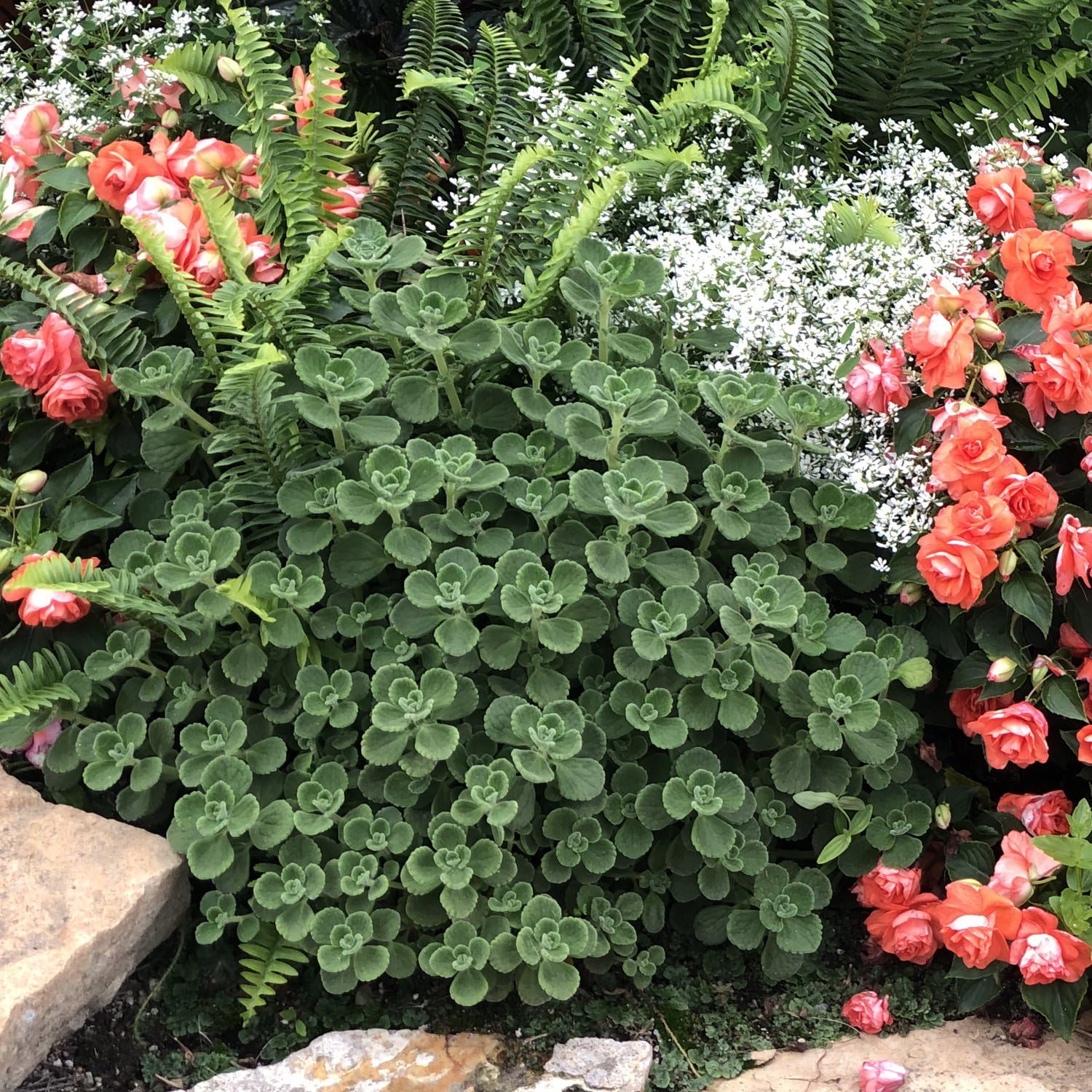 Cerveza n' Lime® Plectranthus | Drought Tolerant | Mounded