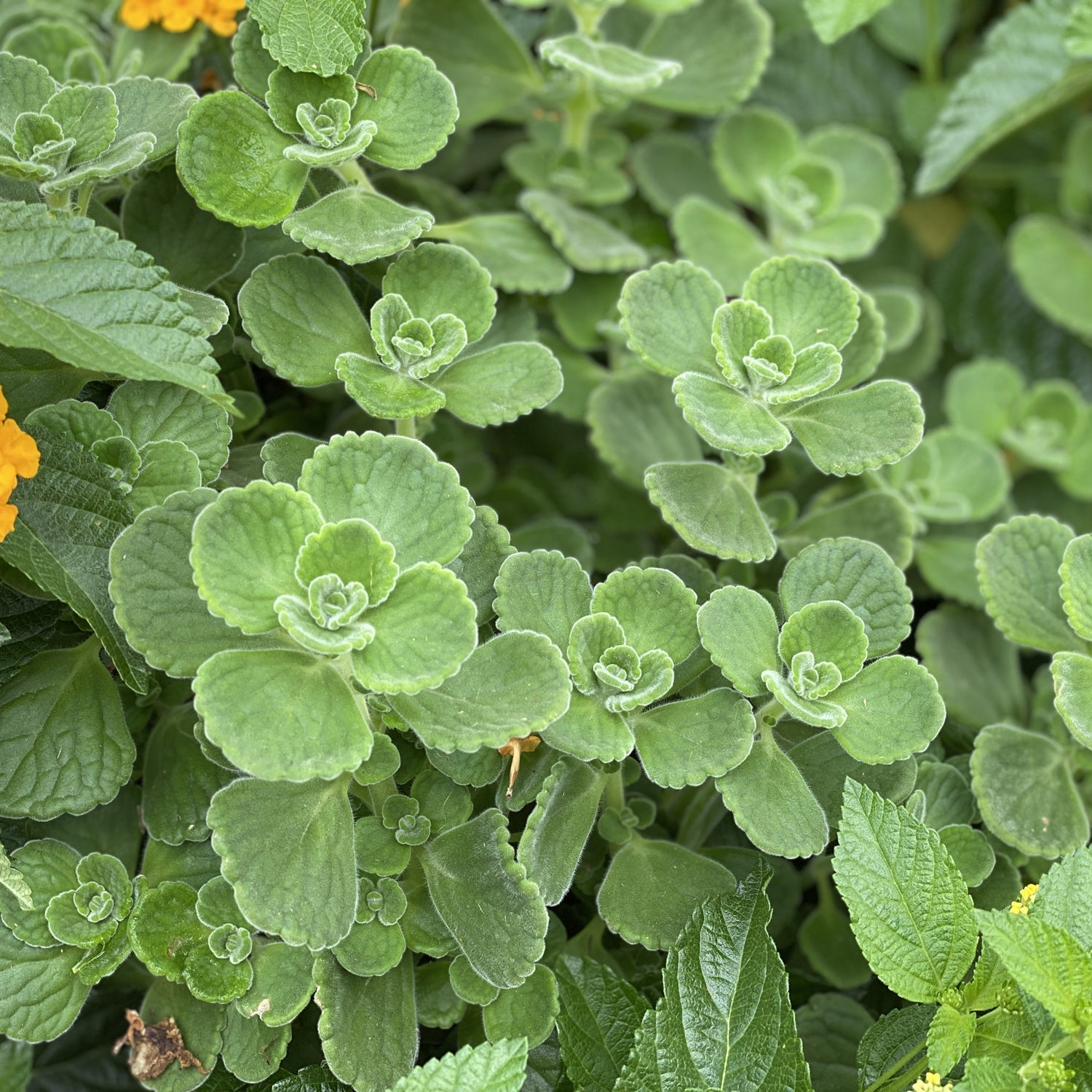 cerveza and lime plant indoor Plectranthus | Cerveza 'n Lime