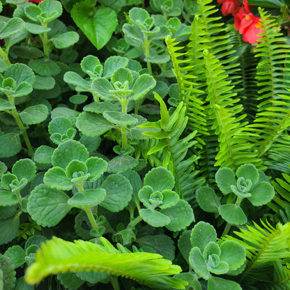 Cerveza n' Lime® Plectranthus - Photo Property of Garden Crossings LLC
