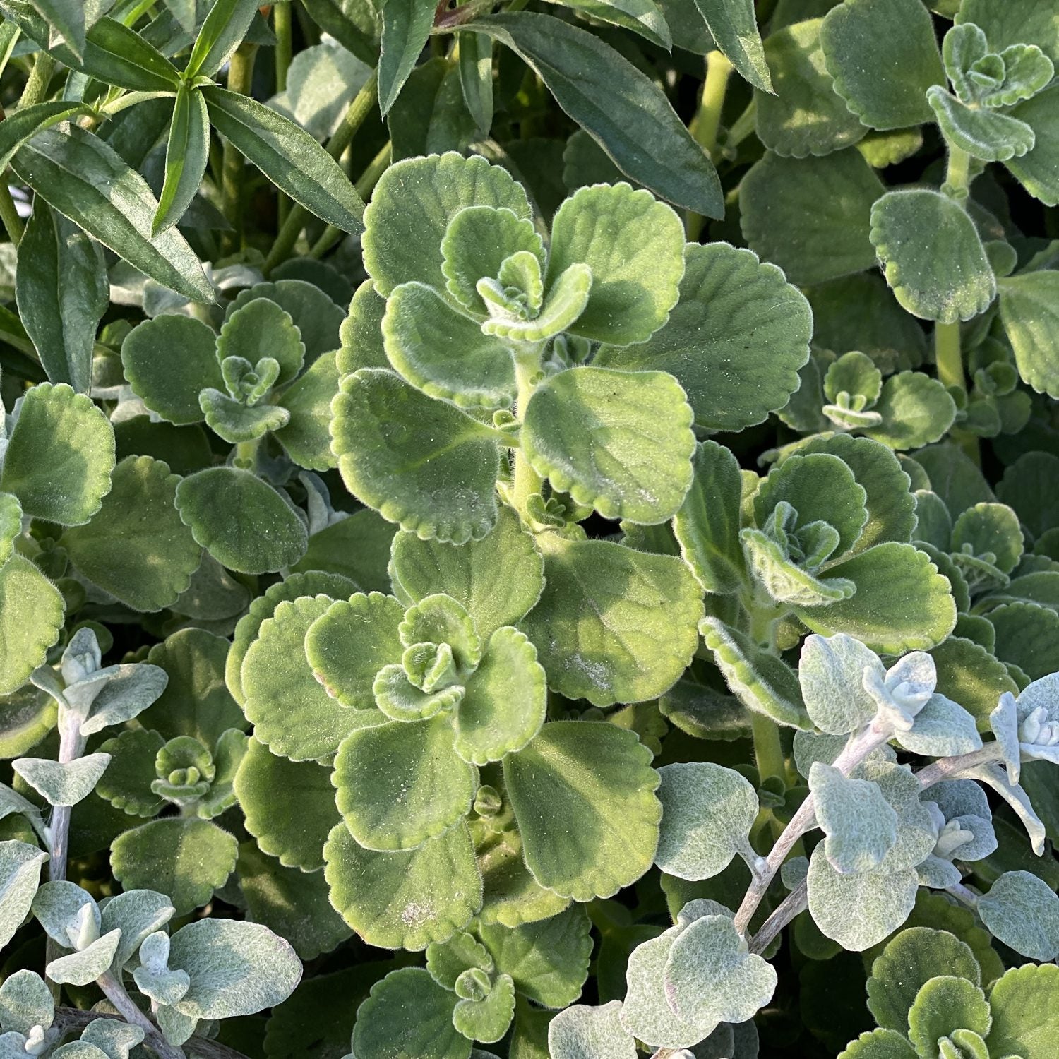 Cerveza n' Lime® Plectranthus - Photo Property of Garden Crossings LLC