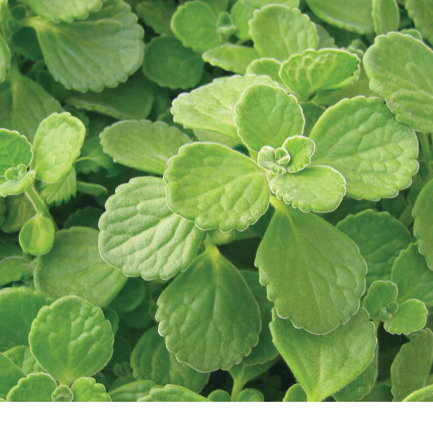 Cerveza n' Lime® Plectranthus - Photo Courtesy of Proven Winners, Inc.
