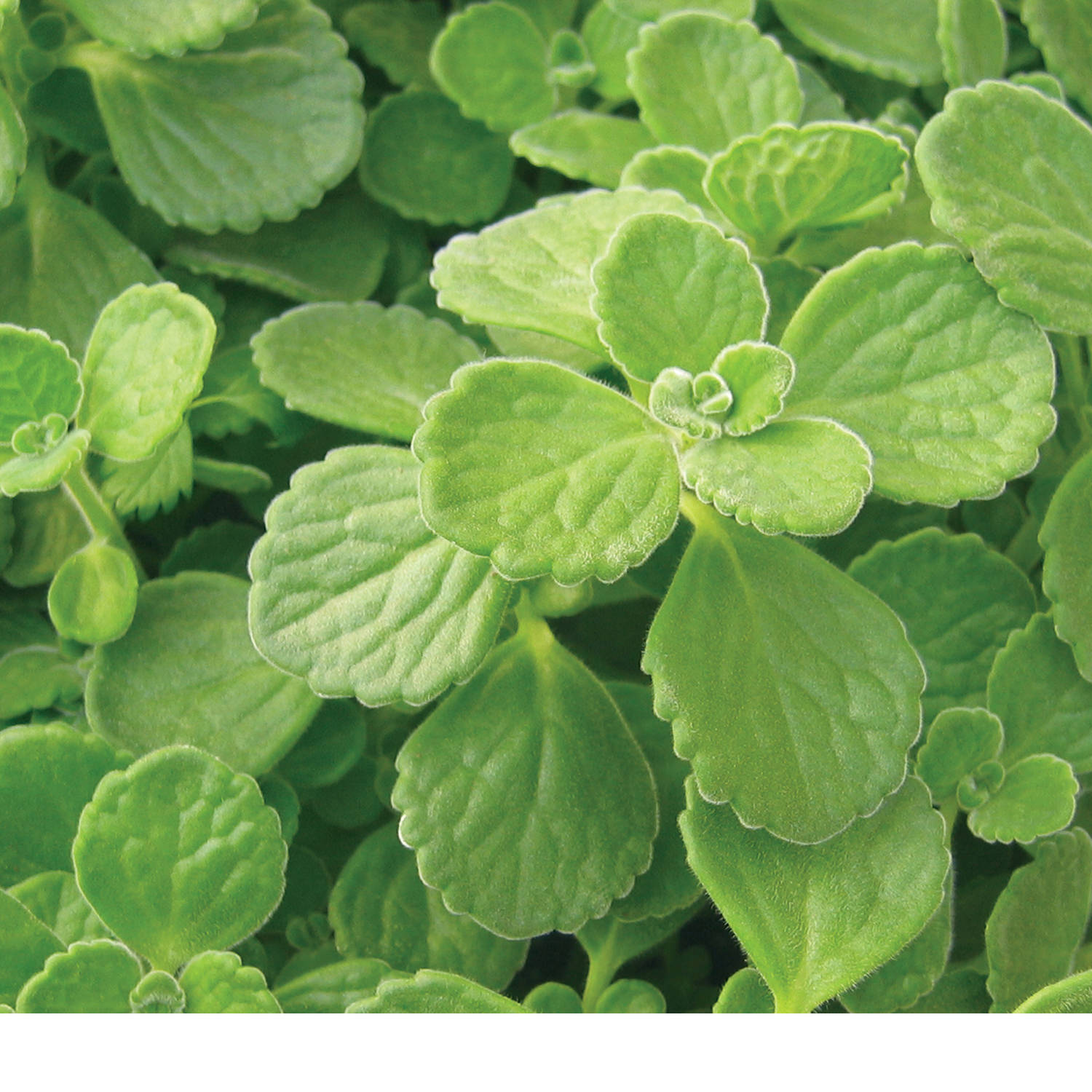 Cerveza n' Lime® Plectranthus - Photo Courtesy of Proven Winners, Inc.