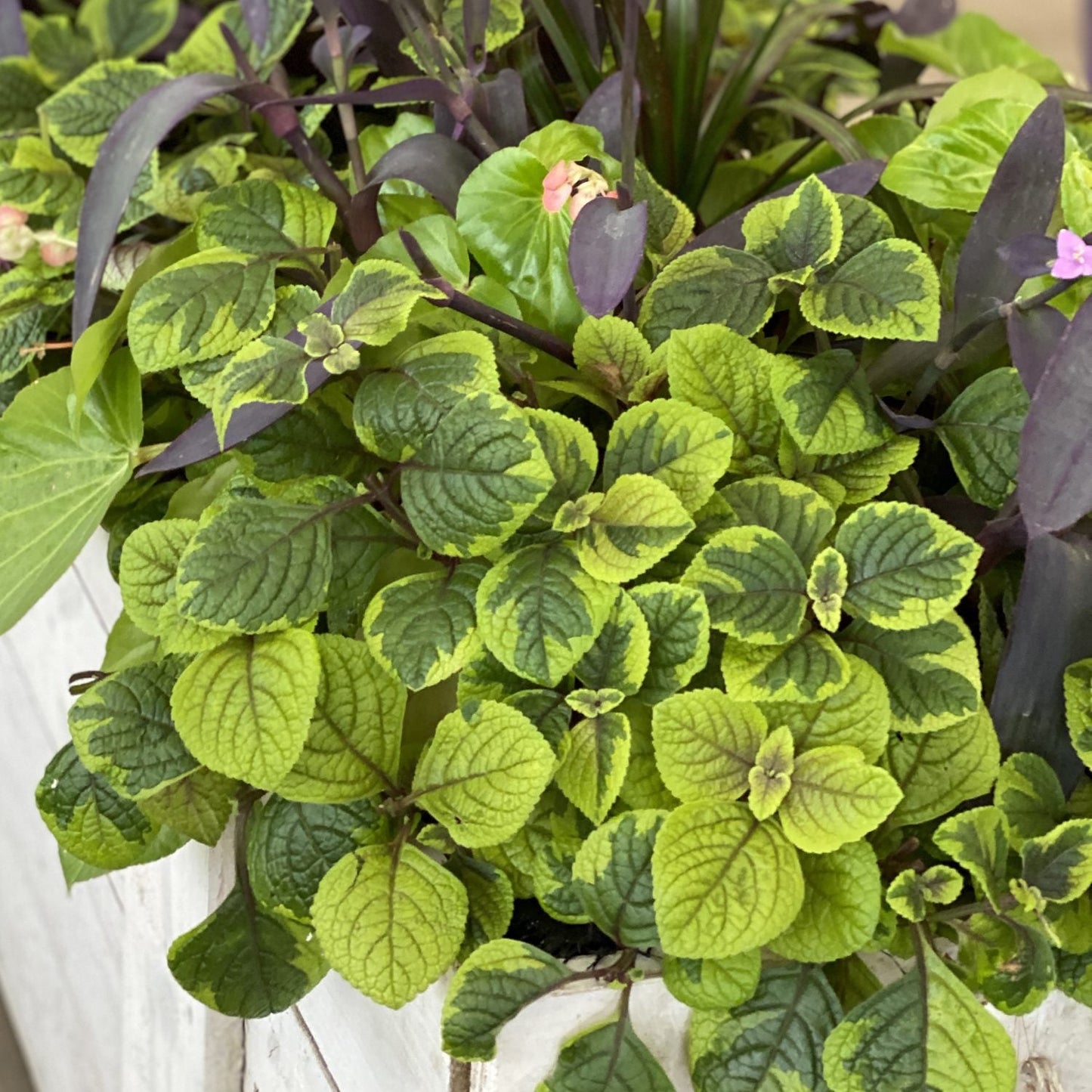 A close-up of vibrant green and yellow-veined leaves, some edged with purple, from Fancifillers™ Guacamole Plectranthus near dark purple foliage and pale pink flowers - Photo Property of Garden Crossings LLC.